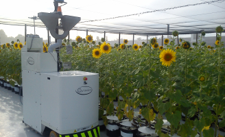 Plants de tournesol cultivés sur la plateforme Heliaphen.