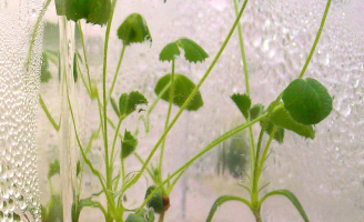 Plants de luzerne, cultivés in vitro, en condition stérile, dans une chambre de culture.